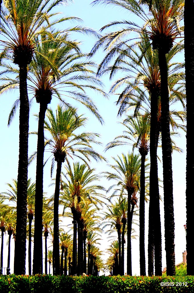 Looks Palms • Looks East. • Chino Ca., Чино