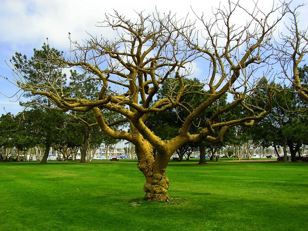 Odd tree, Чула-Виста