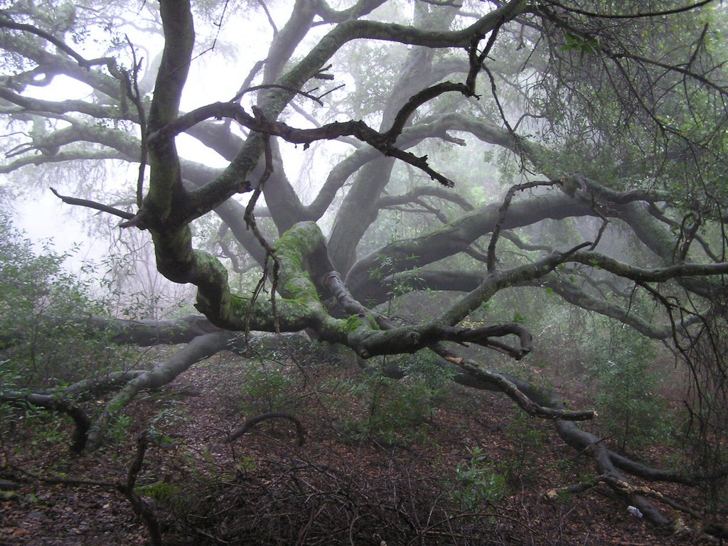 Twisted trees on Rifle Range Trail, Эль-Серрито