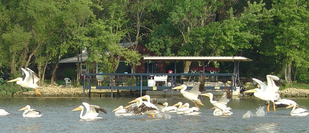 Pelican Migration, Андовер