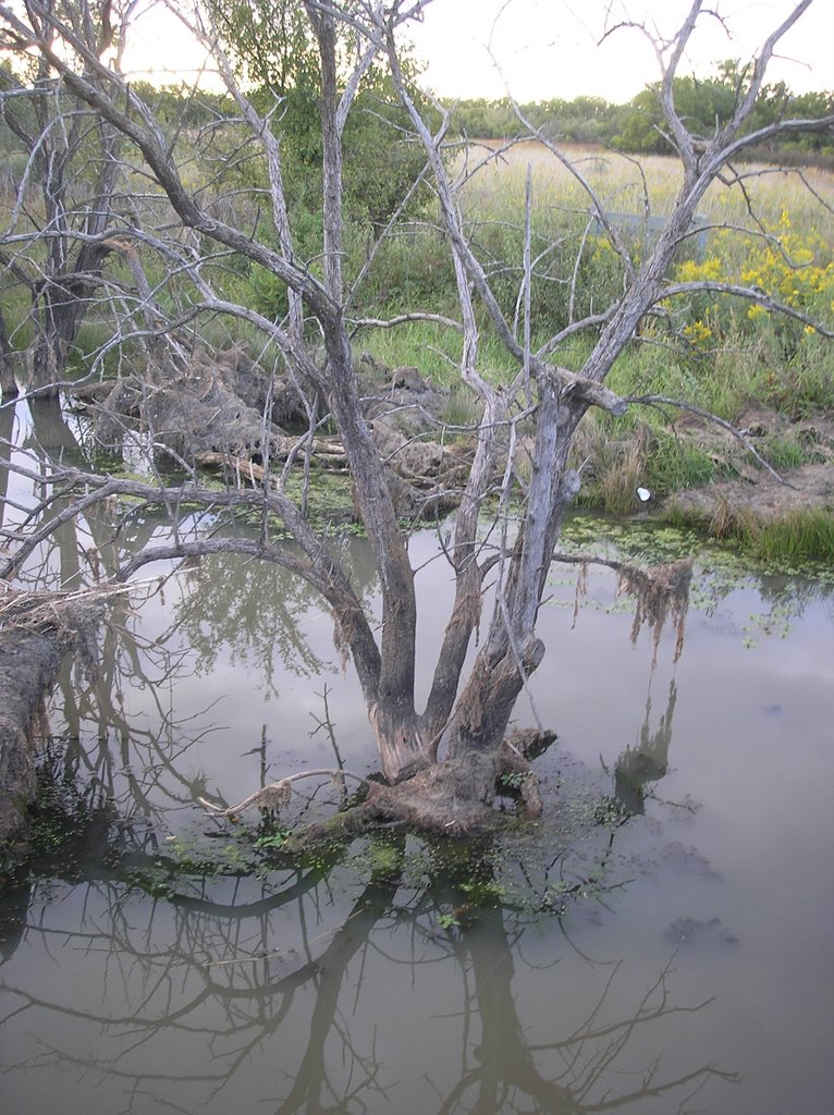 Tree in water, Кечи
