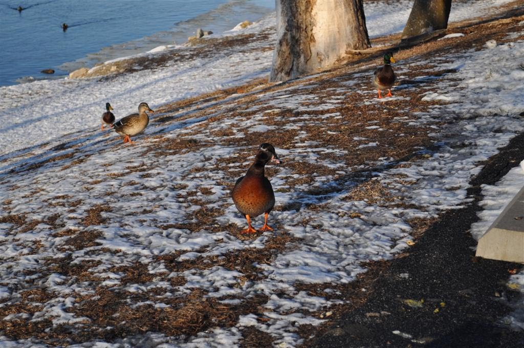 unknown duck and mallards at Lewis and Clark State Park, MO, Овербрук