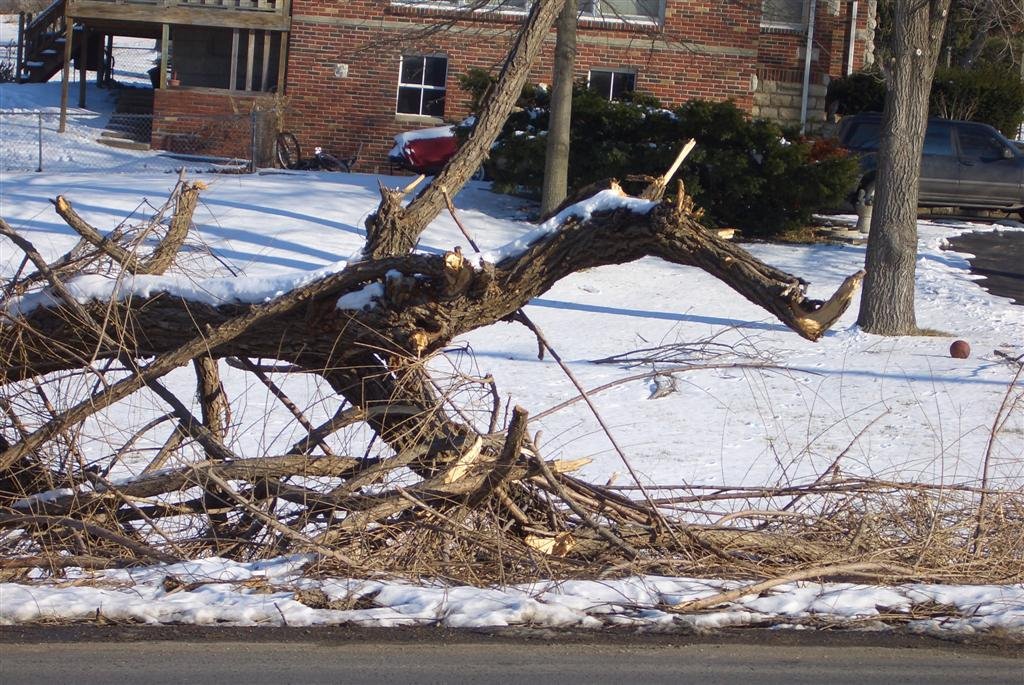 Tree & Limbs damaged from weather - dragon face from the side, Kansas City, KS, Овербрук
