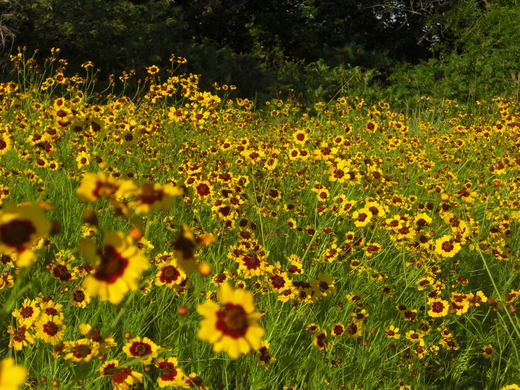 Wildflowers of Kansas, Палмер