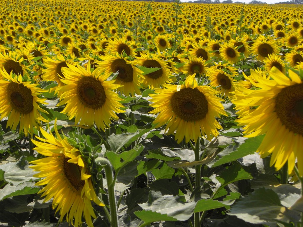 Kansas Sunflowers, Палмер