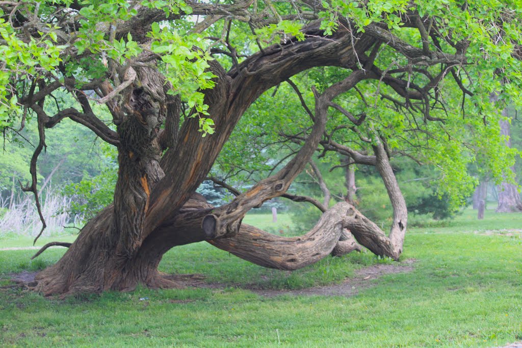 Old Tree, Палмер