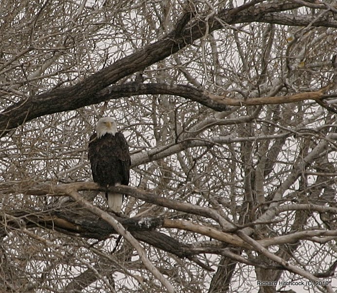 My first Bald Eagle of the Season at Twin Lakes, Парк-Сити