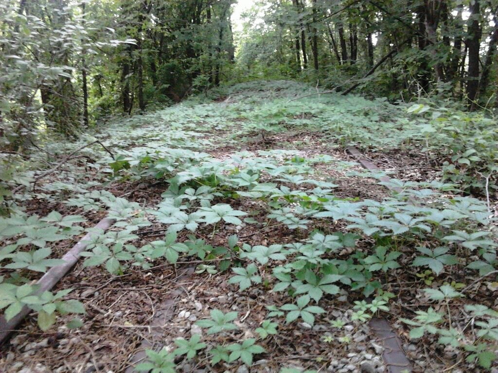 Old Katy Railroad right-of-way returning to nature, Парсонс