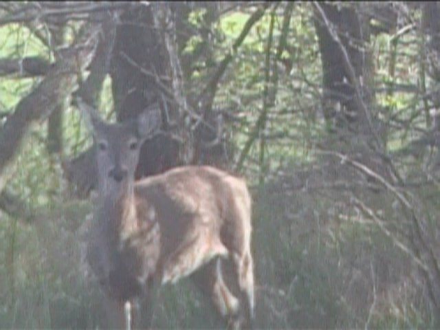Deer  in Slough Creek Park April 2008, Перри