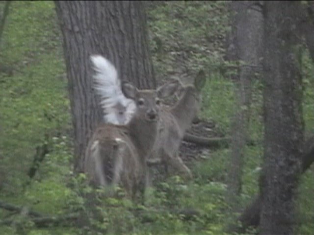 Two deer in woods across from South Point campground April 2008, Перри