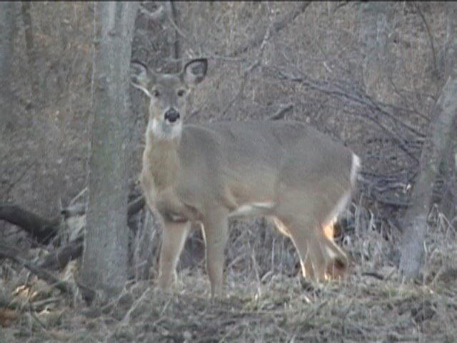 Deer off side of road in Slough Creek Park March 2008, Перри