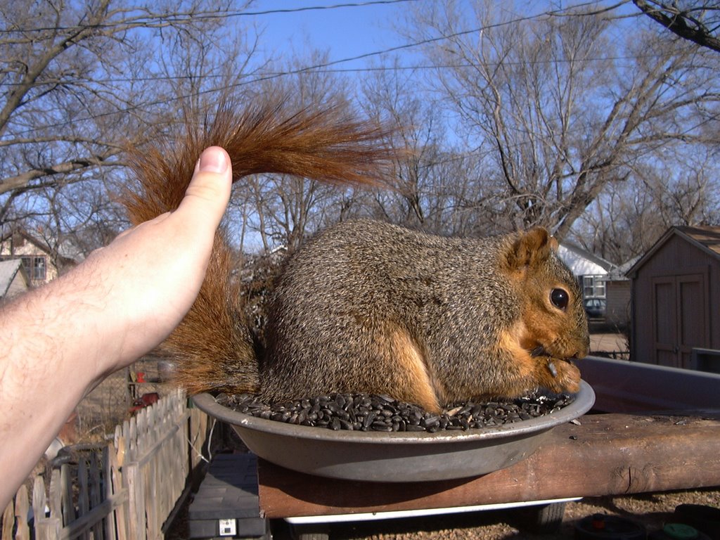 Petting a wild fox squirrel!, Салина