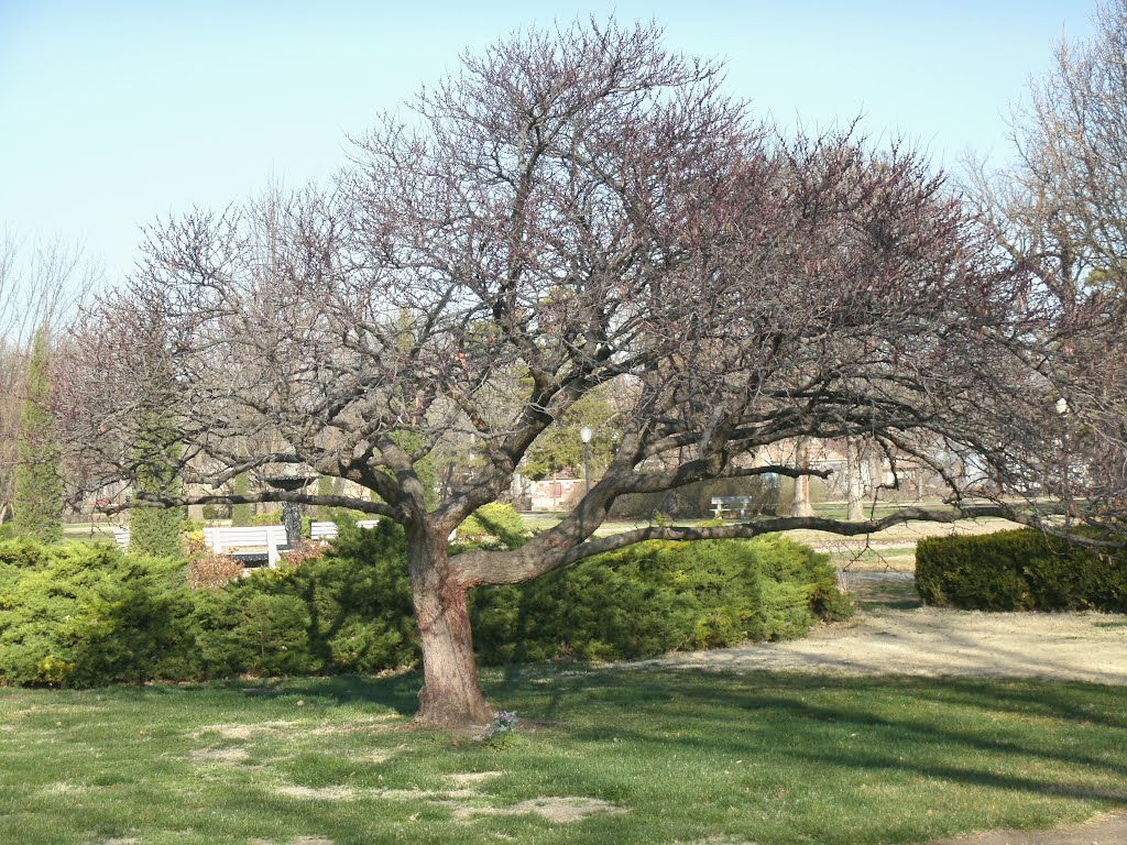 Oakdale Park Garden, Bonsai type tree, and Oakdale Park Fountain, Салина