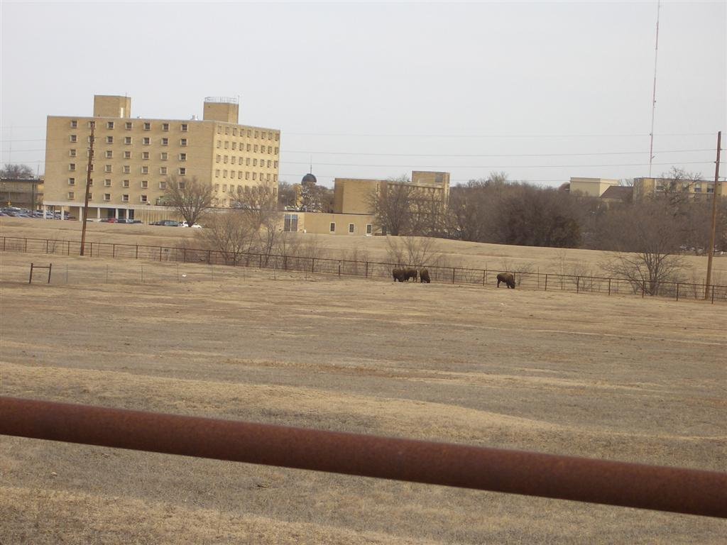buffalo near Fort Hays State dormitories, Hays, KS, Хэйс