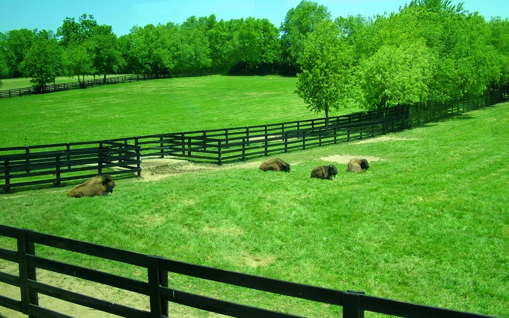 Blue grass y bisontes(Lexington), Лексингтон