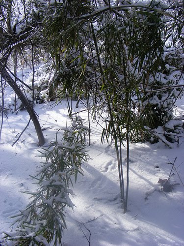 Native canebrake, not planted, Стратмур-Гарденс