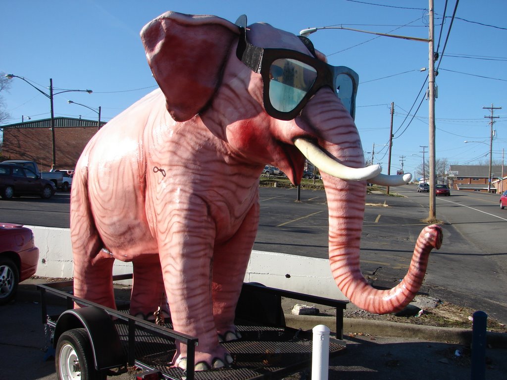 The Pink Elephant, Трентон
