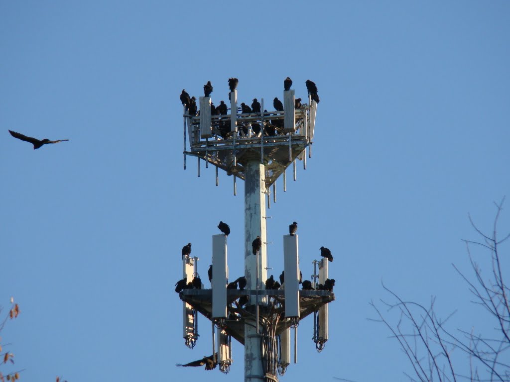 Birds roosting on cell phone tower in Fort Hill Park, Франкфорт