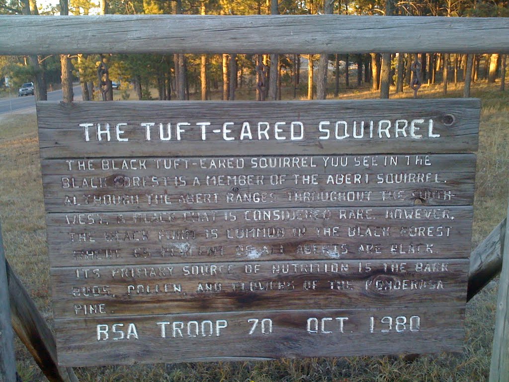 Black Forest, Colorado - Tuft-Eared Squirrel, Блэк-Форест