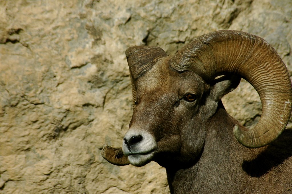 Ram in Glenwood Canyon, Гленвуд-Спрингс