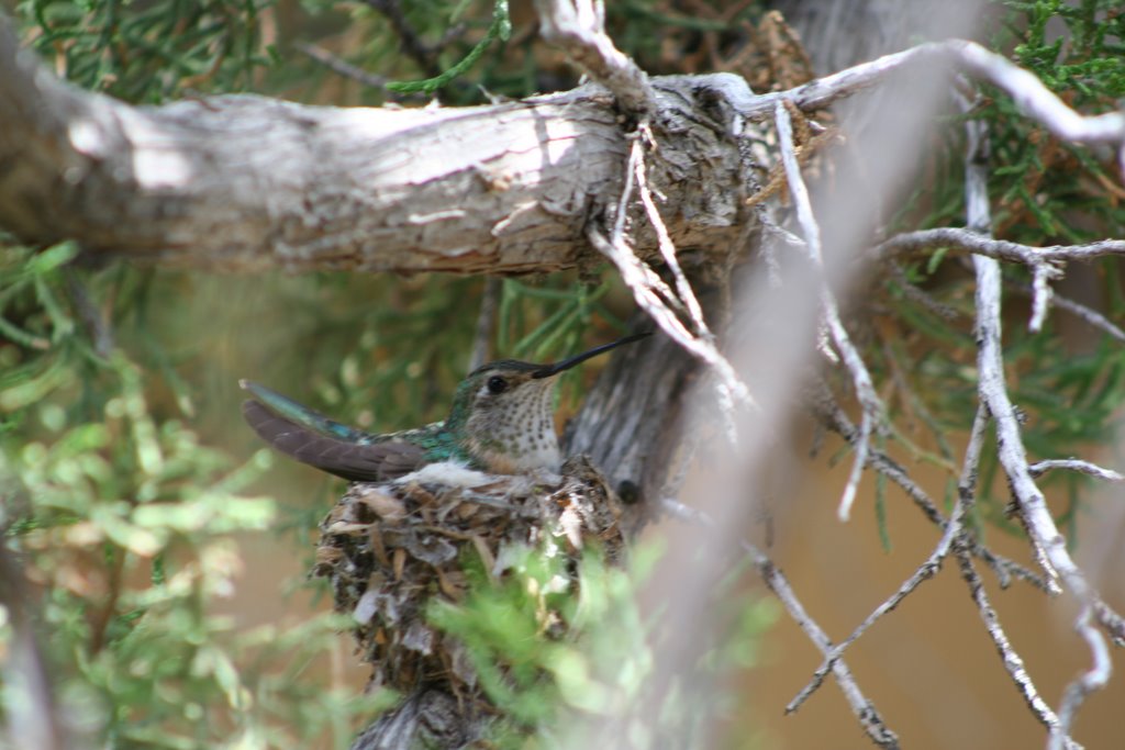Hummingbird, Лас-Анимас