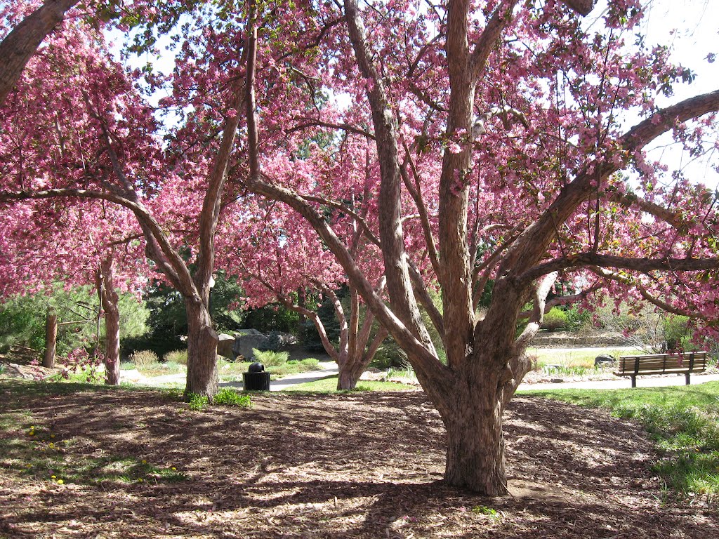 Crabapple Trees in Bloom, Литтлетон