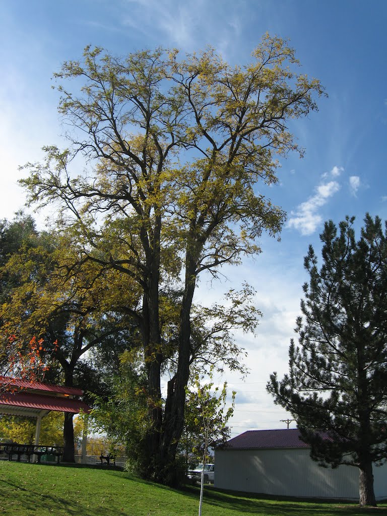 Champion Tree in Gallup Park, Литтлетон