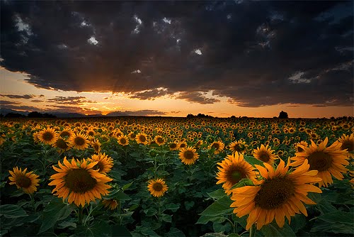 Sunflower Field - Longmont, Colorado, Нанн