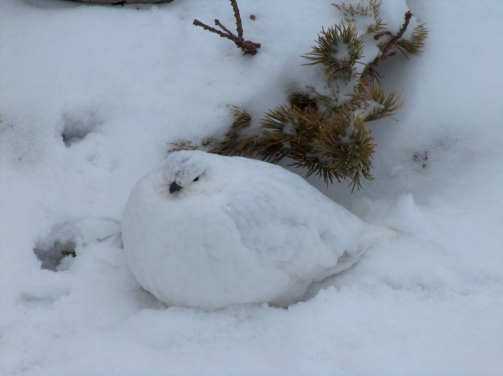 Ptarmigan in winter plumage, Longs Peak, Rocky Mountain National Park, Colorado, Нанн