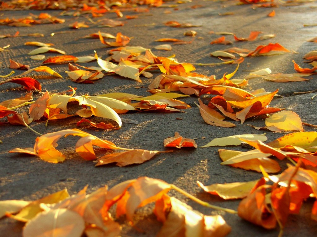 Fall on the Sidewalk, Форт-Коллинс