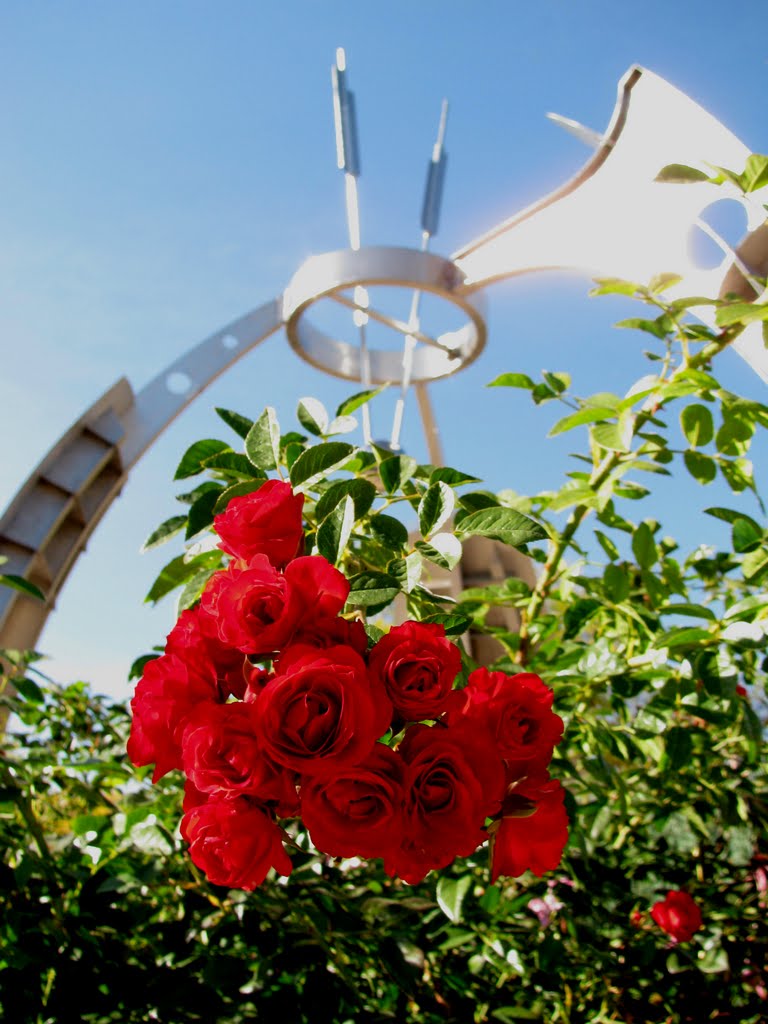 Roses under Newtons Arrow, CSU, Форт-Коллинс