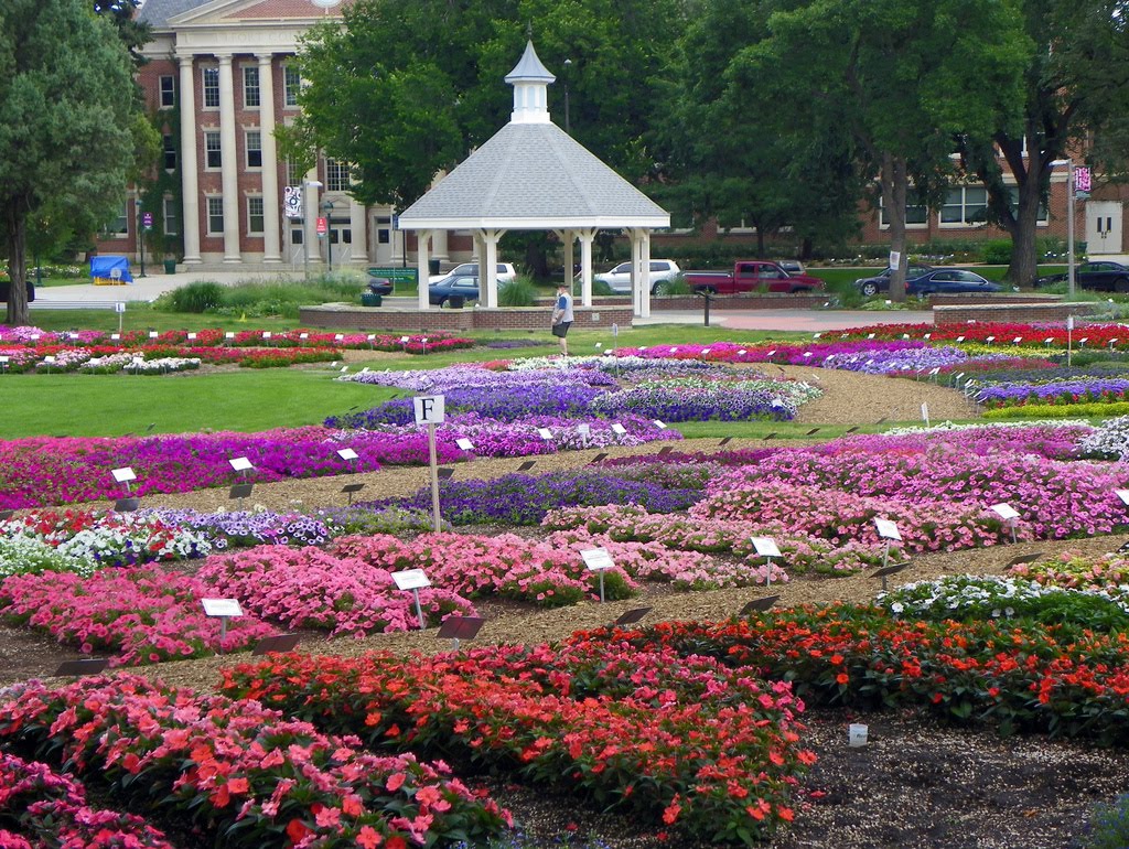 Annual Flower Trial Garden, Colorado State University, Fort Collins, Larimer County, Colorado, Форт-Коллинс