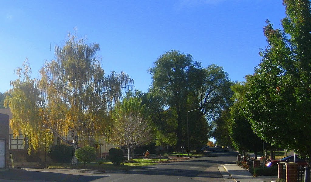 a fall weeping willow, Эджуотер