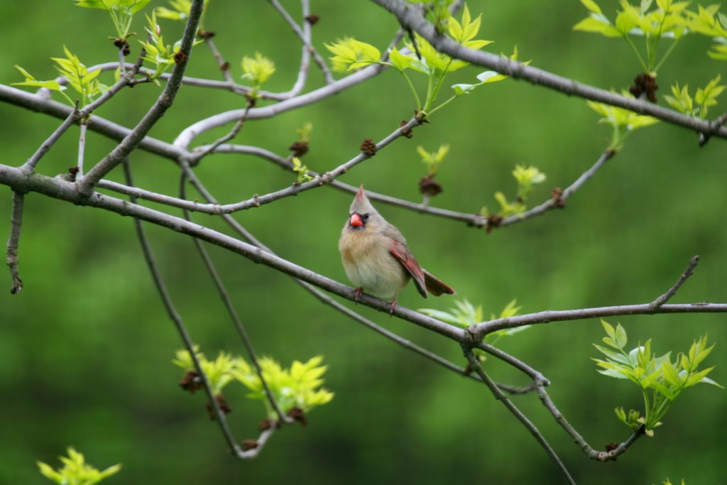 Northern Cardinal - Female, Вест-Хартфорд