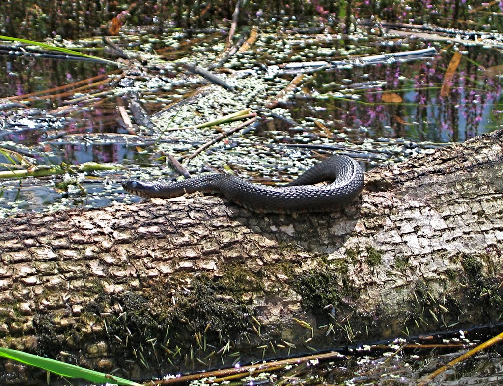 Floating Meadows wildlife--Snake, Миддлетаун