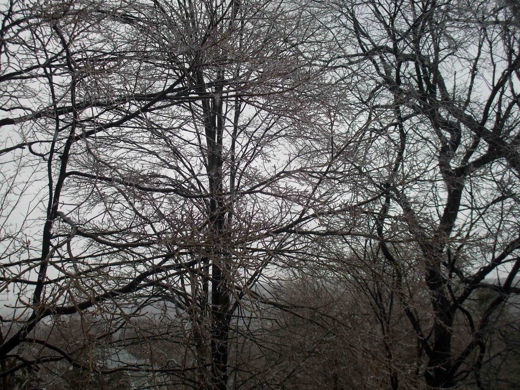 Icy trees, Милфорд