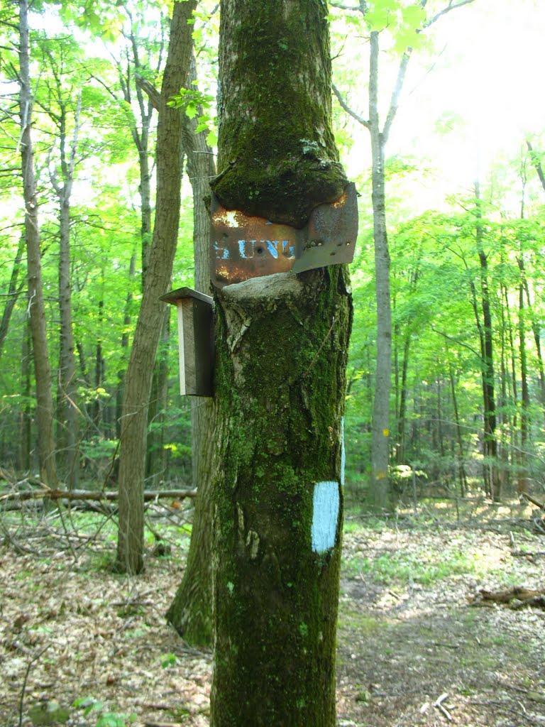 Sign-eating tree N of Mt. Higby near Tynan Park - May 14 2010, Нью-Бритайн