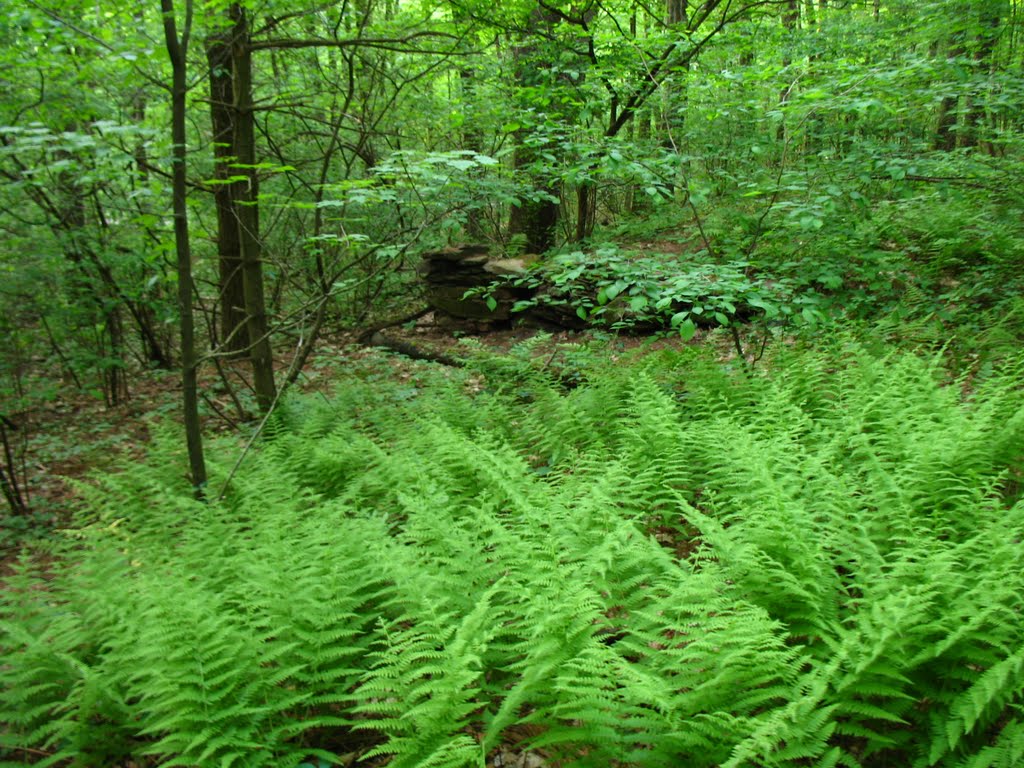 Fern forest on the Mattabesett Trail E of Lamentation Mtn. - May 23 2010, Нью-Бритайн