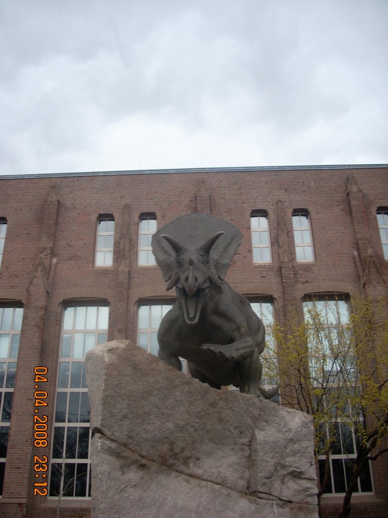 Torosaurus at Peabody museum, Нью-Хейвен