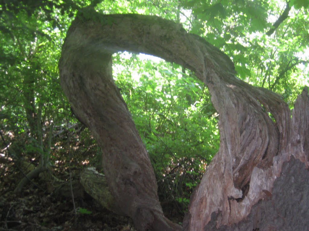 the grand O tree, Файрфилд