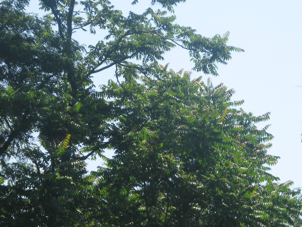 ailanthus at ash creek, Файрфилд