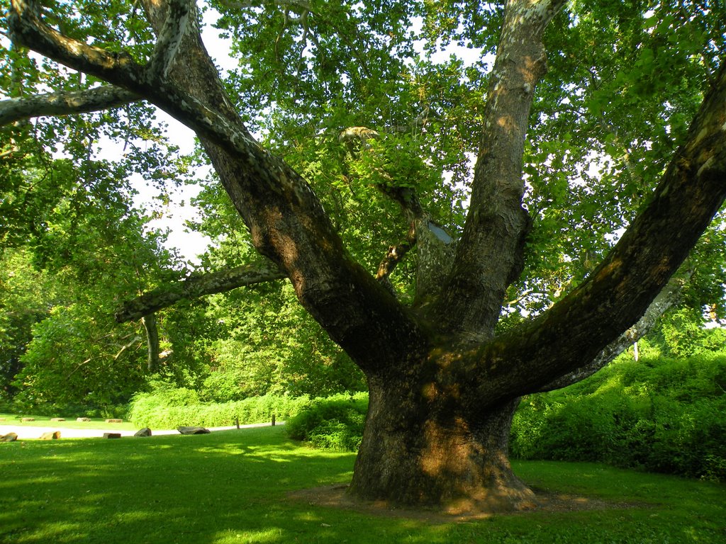 Largest Tree in CT, Фармингтон