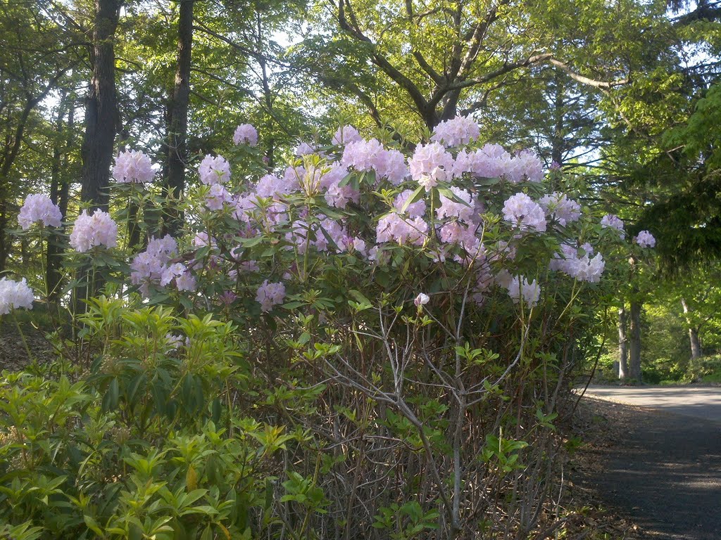 Rhododendrons in Bloom on Heublein Tower Grounds, Talcott Mountain State Park, Simsbury, CT May 27 2011, Фармингтон