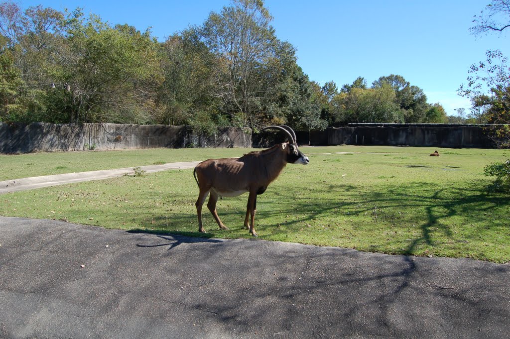 Baton Rouge Zoo, Бейкер