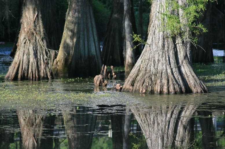 Mirrored Trees in Bayou de Siard, Джексон