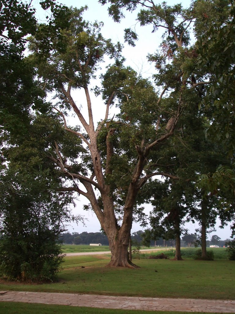 Pecan Tree in Yard, Aug 2007, Джексон