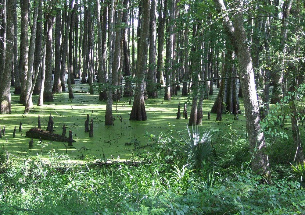 Avoyelles Parish Swamp, Клейтон