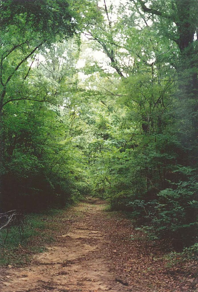 original section of the Natchez Trace, one of Americas most important pioneer roads, Natchez, scanned 35mm (8-8-2000), Клейтон