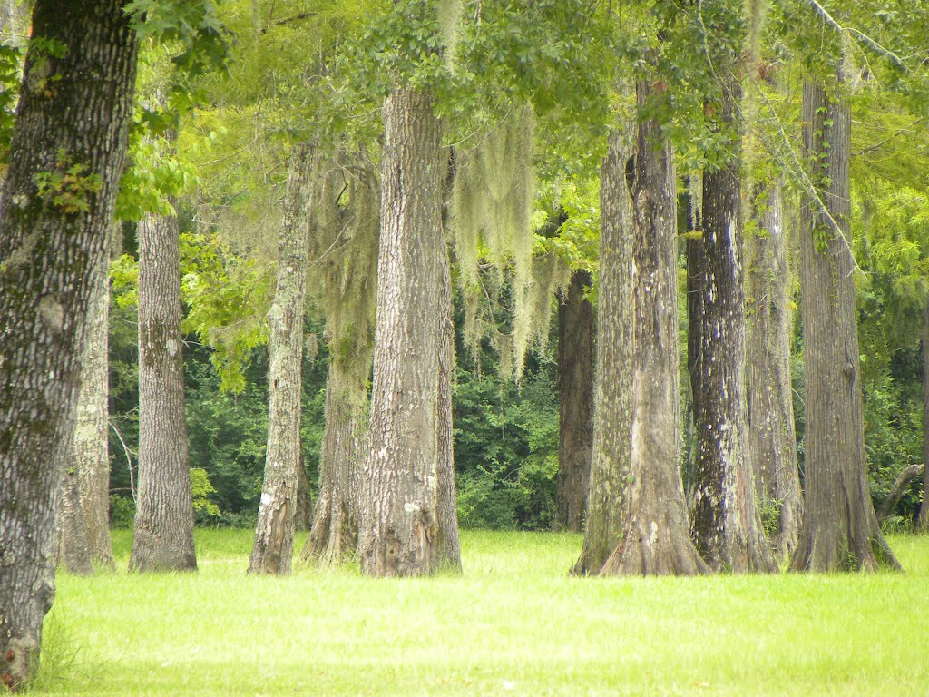 Trees in Park, Ковингтон