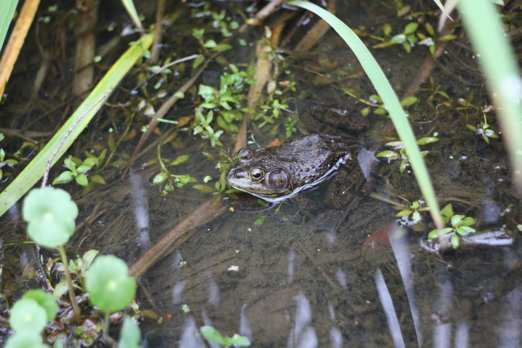 Bullfrog in Cypress Lake, Лафайетт